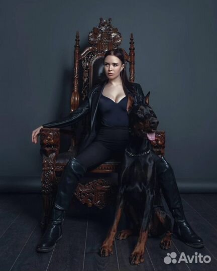 Доберман для фотосессии