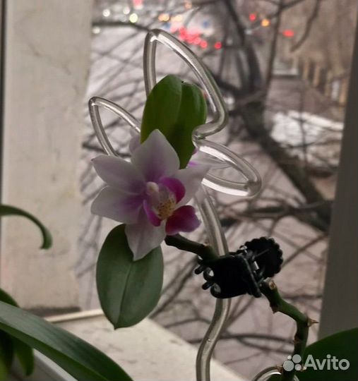 Орхидея