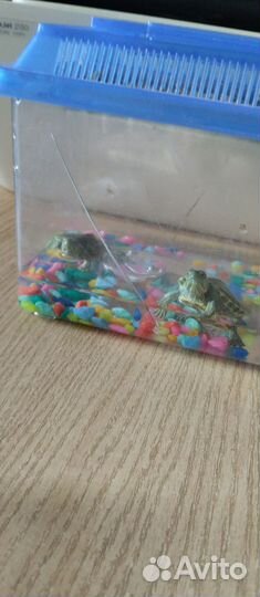 Аквариум для черепах