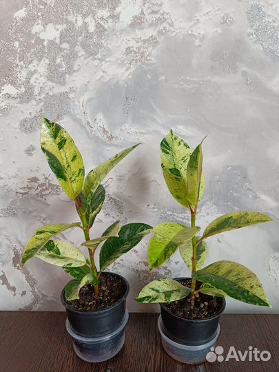 Фикус Шривериана Муншайн (Schrijveriana)