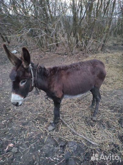 Продам осликов