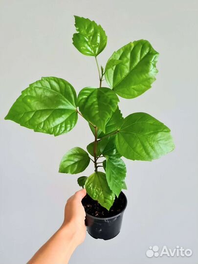 Гибискус красный