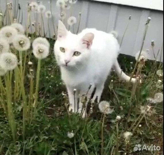 Кошка в дар