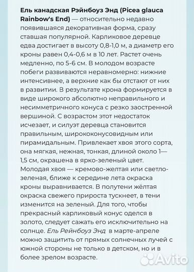 Ель канадская Дейзи Уайт и Рейнбоуз Энд