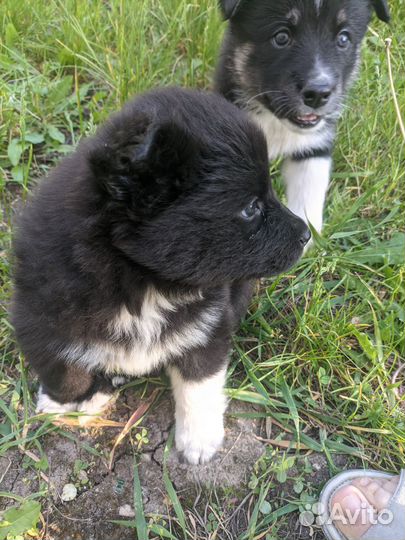 Продам щенков Самоед+Лайка