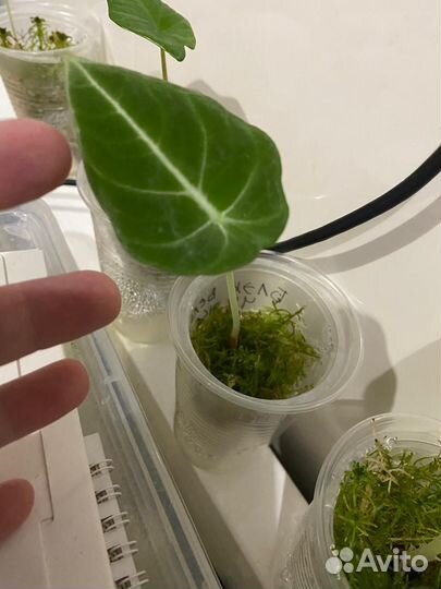 Алоказия блэк вельвет