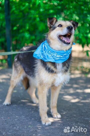 Собака в добрые руки отдам бесплатно