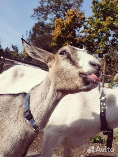 Козье молоко