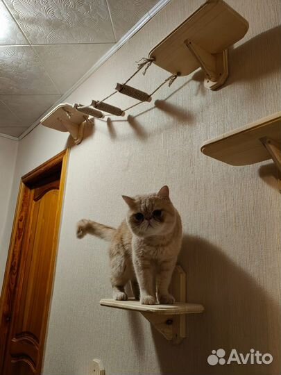 Настенные полочки и лесенки для котиков