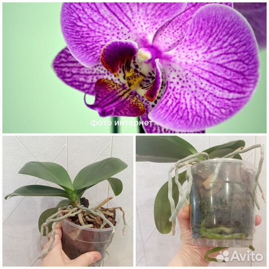 Орхидея фаленопсис