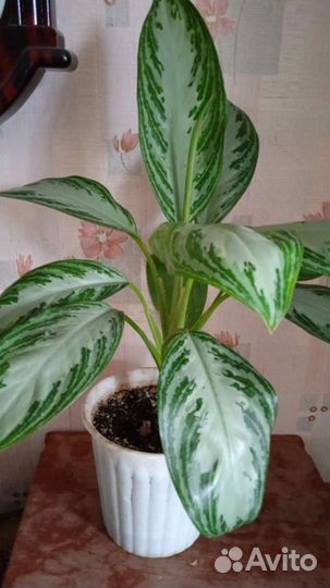 Диффенбахия