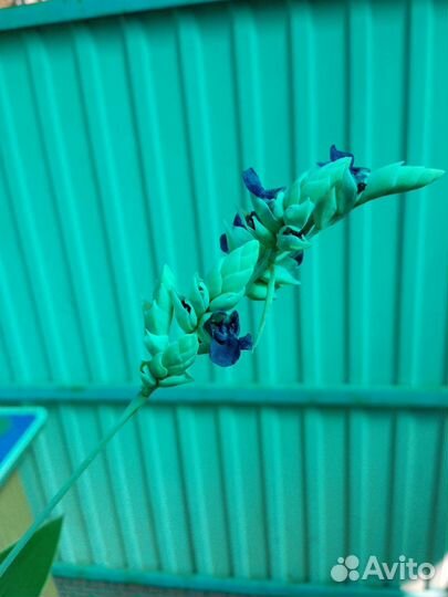 Растения для пруда