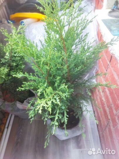 Можжевельник