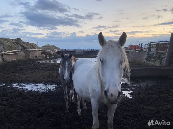 Продам лошадь