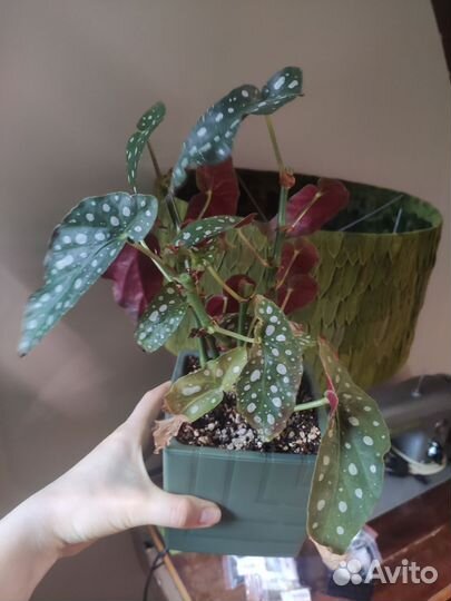 Бегония макулата полька дот с горшком