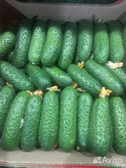 Огурцы 1