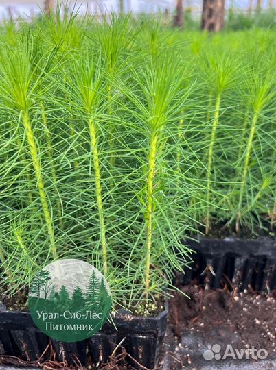 Сосна зкс окс сеянцы Ель Лиственница Голуб Горная