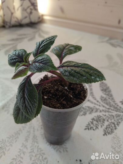 Петунии, калибрахоа,вербена, лобелия, алиссум идр