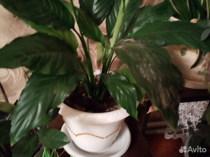 Спатифилиум саженцы