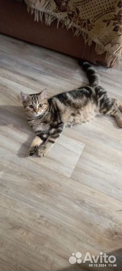 Шотландские прямоухие котята