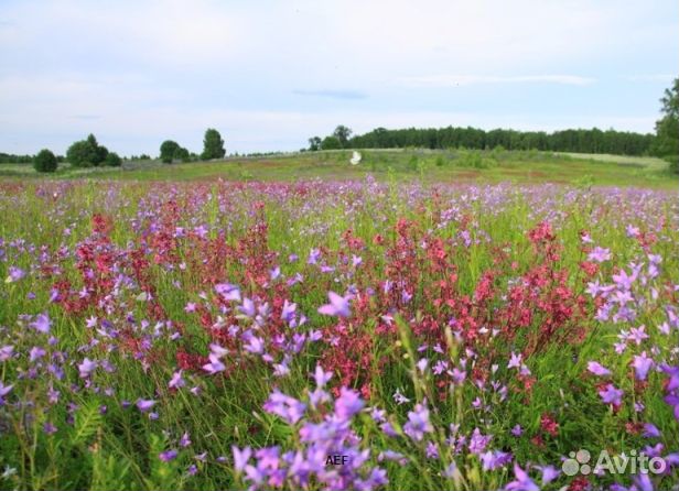 Мед 2024 года из Алтая оптом