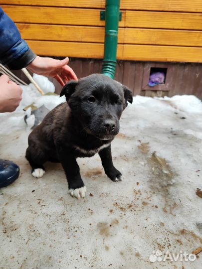 Щенок в добрые руки бесплатно