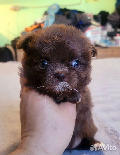 Чихуашки для кармашка