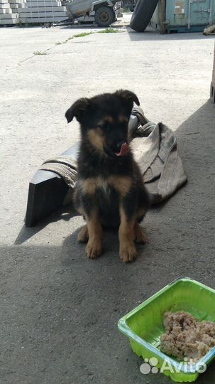 Щенки ищут дом