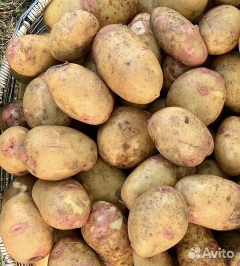 Картофель свежий