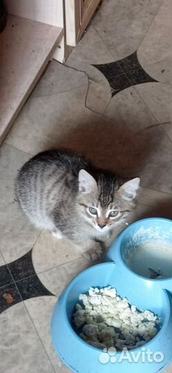 Отдам бесплатно котят