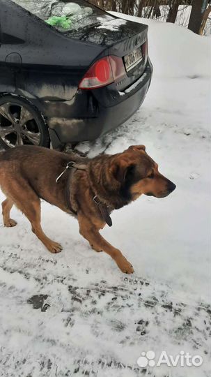 Собака в добрые руки