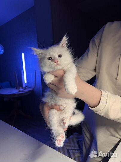 Котята мейн-кун