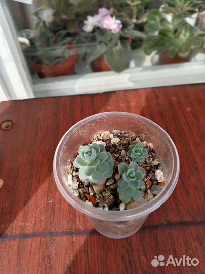 Суккуленты