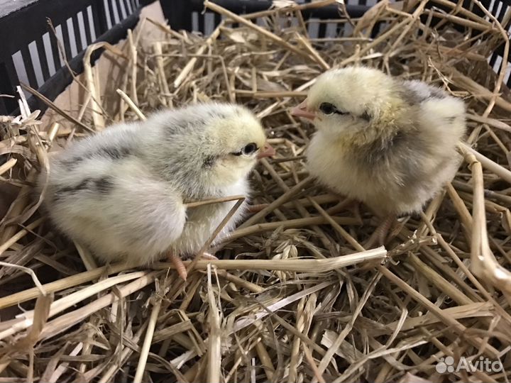 Суточные цыплята, утята, индюшата, гусята, цесарят