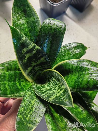 Сансевиерия ханни маргината