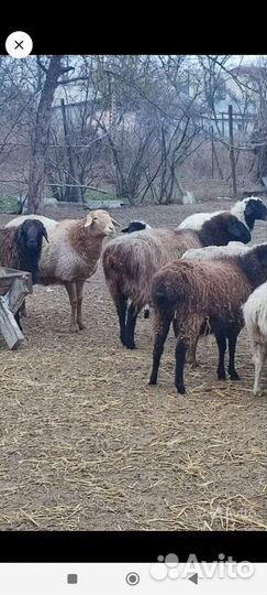 Овцы Эдб- Гиссар 20гв, В долг рассрочки нет