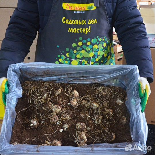 Лилия Пинк Планет (цена за 2 луковицы)