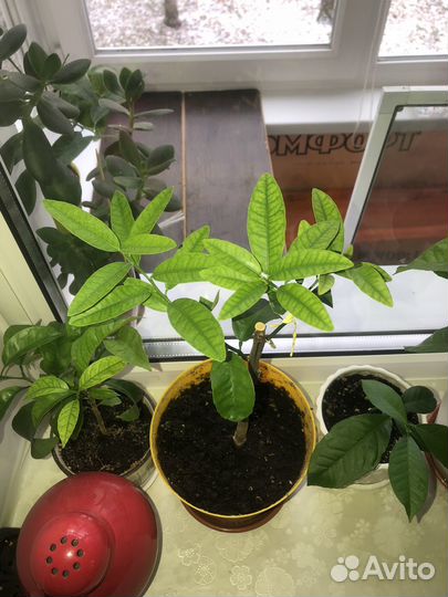 Лаймкват Юстит