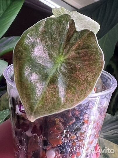 Алоказия голден бон вариегатная