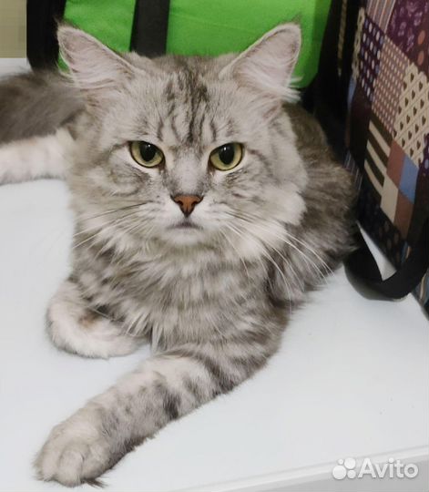 Котик