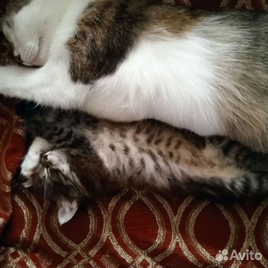 Кошка в дар