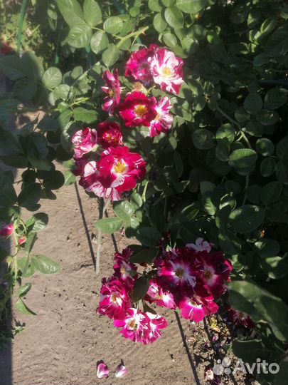 Роза плеьистая