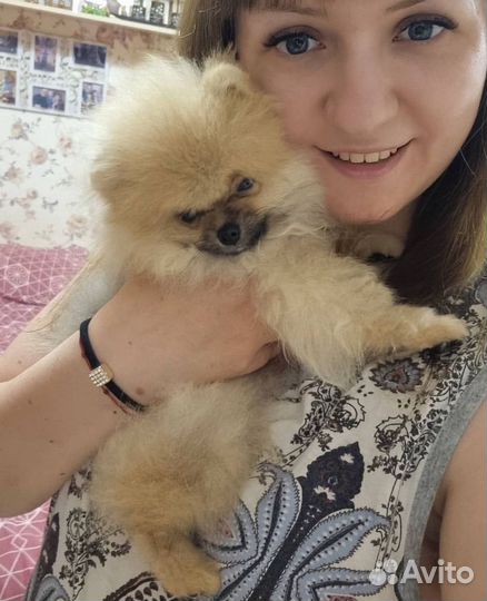 Передержка собак и кошек Дрессировки. Выгул