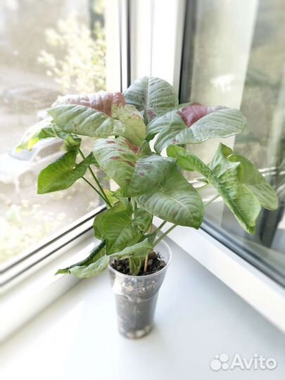 Сингониумы 5 сортов