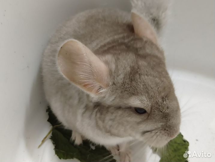 Шиншиллы малыши 2 месяца
