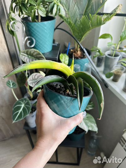 Сансевьерия звездная канарейка (star canary)