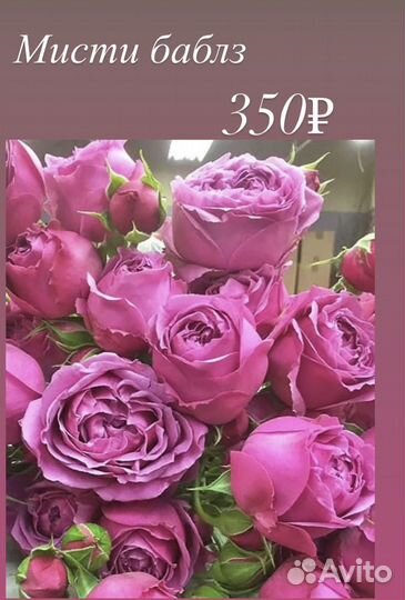 Розы саженцы