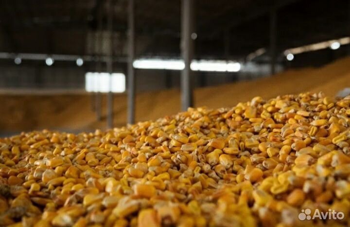Кукуруза зерно