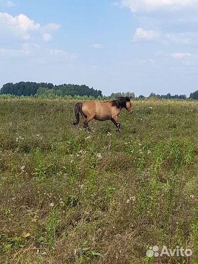 Кобылы и жеребята башкирской породы