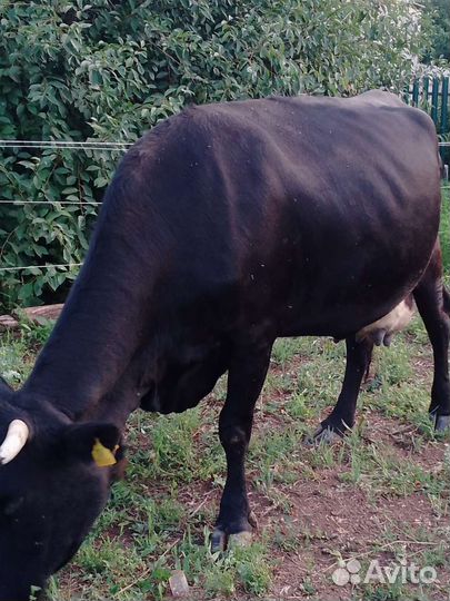 Корова высокоудойная